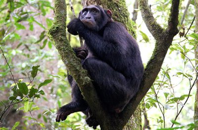 Chimpanzees-of-kibale-NP