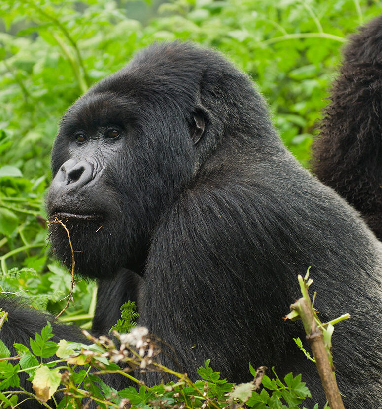 primate Safaris in Uganda