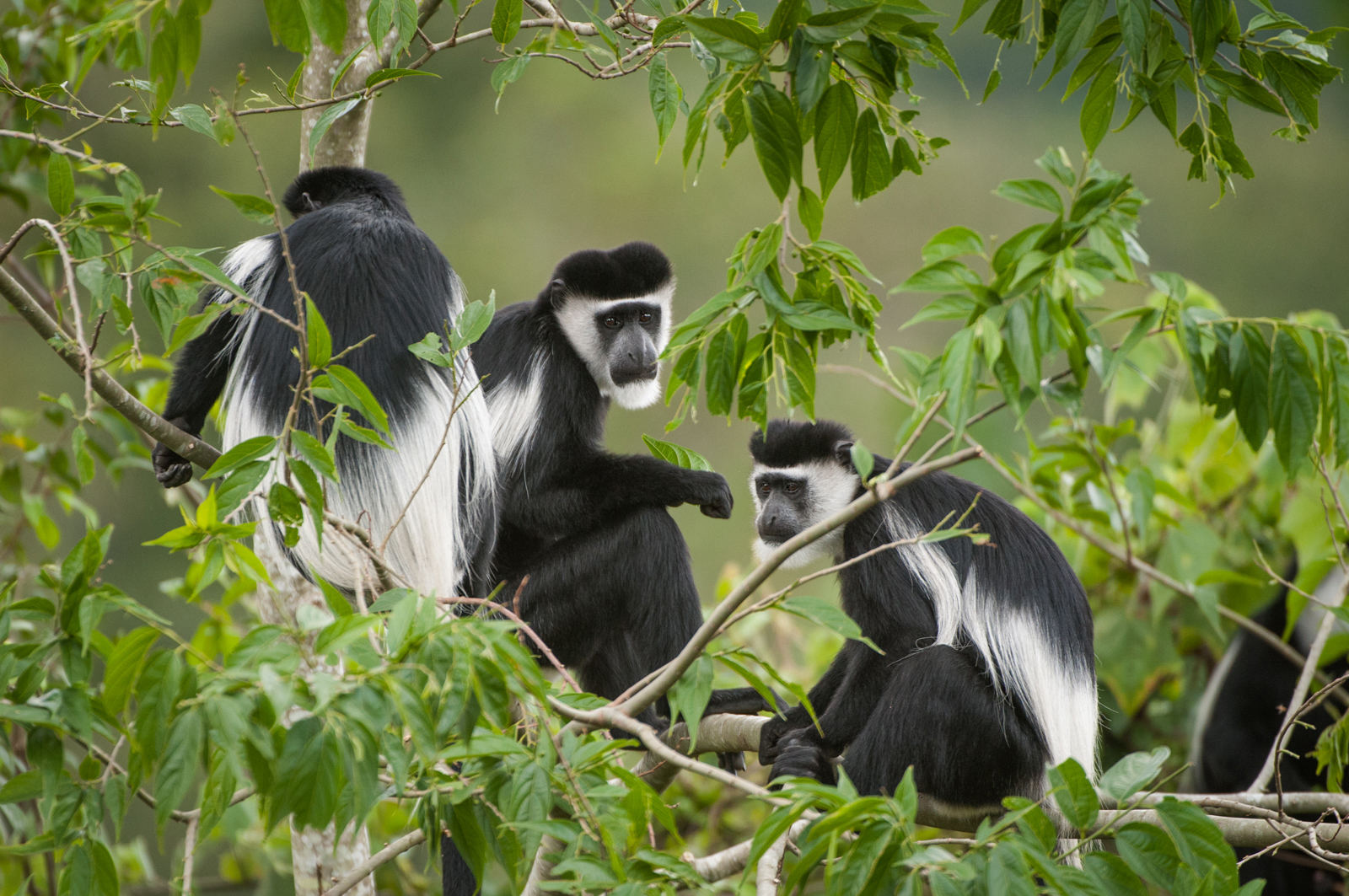 Monkeys Primate Safaris 