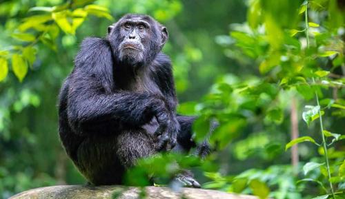 Primate Safaris Chimpanzee