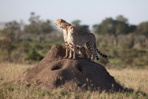 Wildlife_Photos_Tanzania_35-Copy