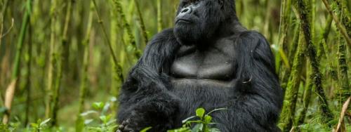 gorilla-trekking-in-Rwanda-Vs-Uganda-and-D.R-Congo-1600x600